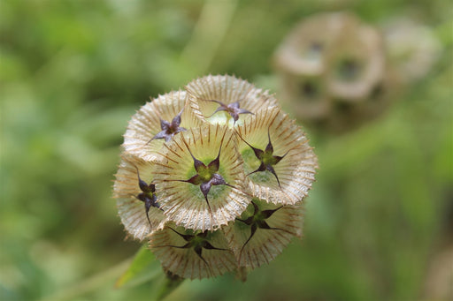 Scabiosa (Pincushion Flower) - Annapolis Seeds - Nova Scotia Canada
