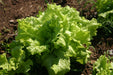 Black Seeded Simpson Lettuce - Annapolis Seeds