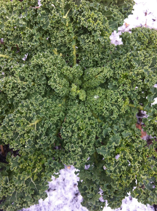 Vates Kale - Annapolis Seeds