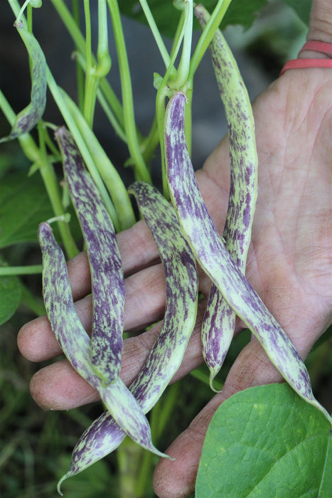 Tongue of Fire Bean - Annapolis Seeds