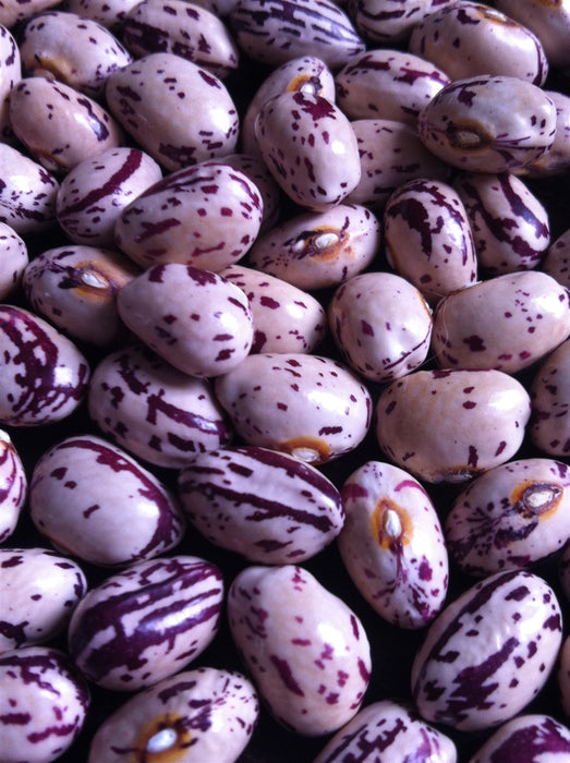 Tongue of Fire Bean - Annapolis Seeds