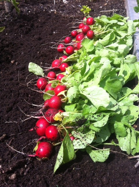 Cherry Belle Radish