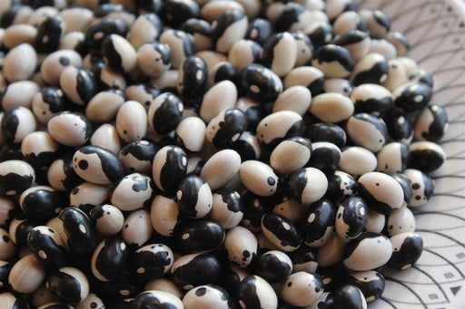 Orca Bean - Annapolis Seeds