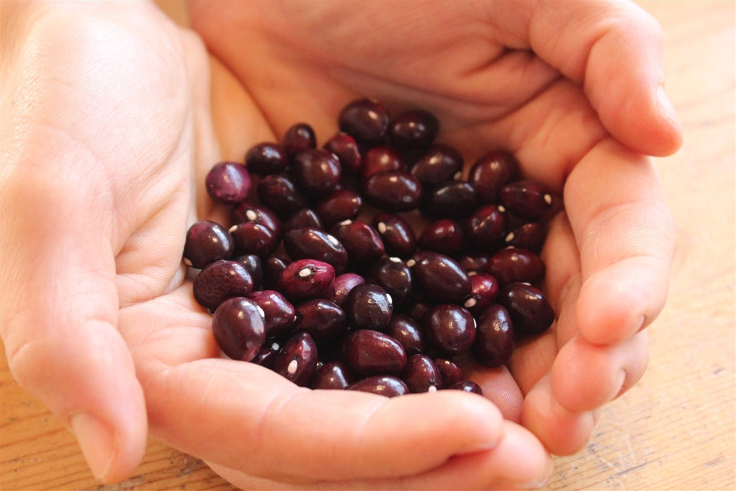 True Red Cranberry Bean - Annapolis Seeds