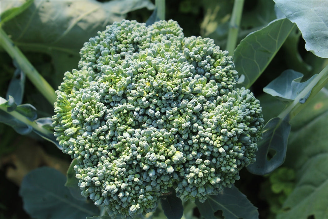 Umpqua Broccoli - Annapolis Seeds