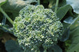 Umpqua Broccoli - Annapolis Seeds