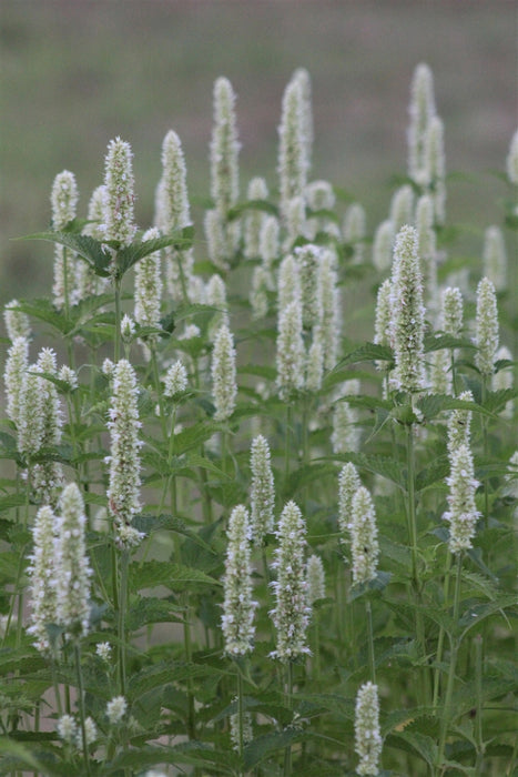 White Agastache - Annapolis Seeds - Nova Scotia Canada