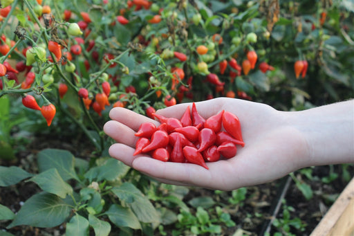 Biquinho Pepper - Annapolis Seeds