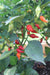 Biquinho Pepper - Annapolis Seeds