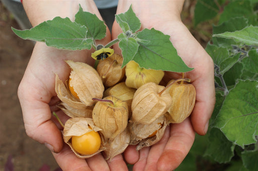 Inca Berry - Annapolis Seeds