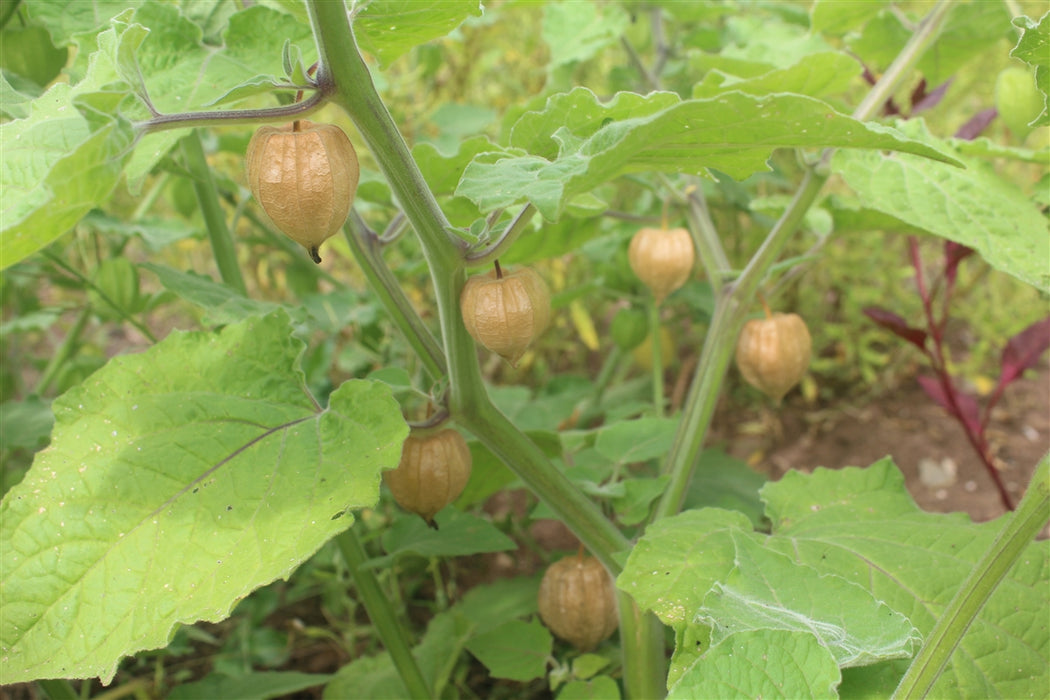 Inca Berry (Physalis peruviana) Seeds - Grown in Nova Scotia Canada ...