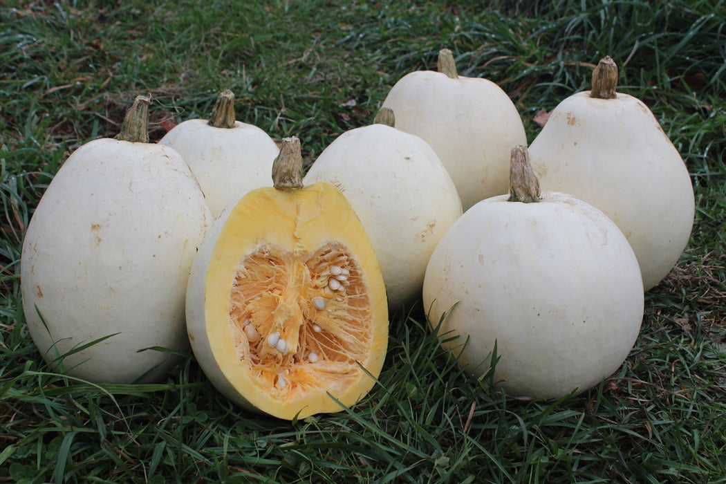 Fortna White Pumpkin - Annapolis Seeds - Nova Scotia Canada