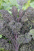 Scarlet Kale - Annapolis Seeds