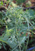 Bear Necessities Kale - Annapolis Seeds