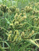 Dragon's Claw Millet - Annapolis Seeds