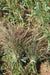 Bronze Proso Millet - Annapolis Seeds