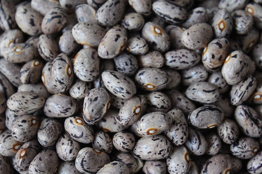 Serene Bean - Annapolis Seeds