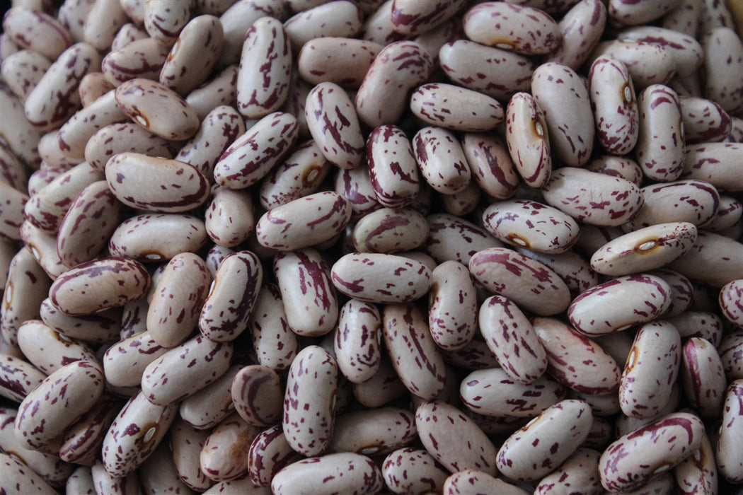 Uncle Willie's Bean - Annapolis Seeds