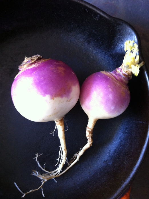 Purple Top Turnip - Annapolis Seeds