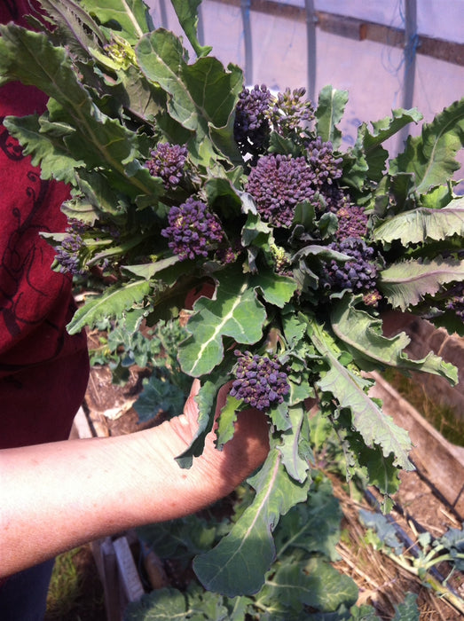 Purple Sprouting Broccoli - Annapolis Seeds