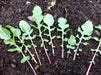 Ice-Bred Arugula - Annapolis Seeds