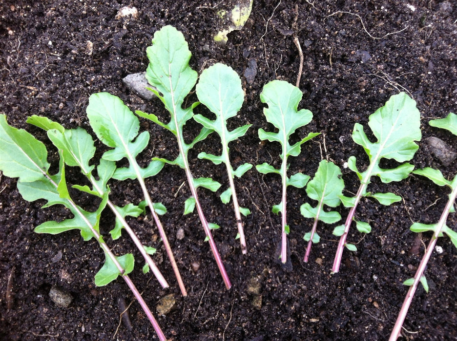 Ice-Bred Arugula - Annapolis Seeds
