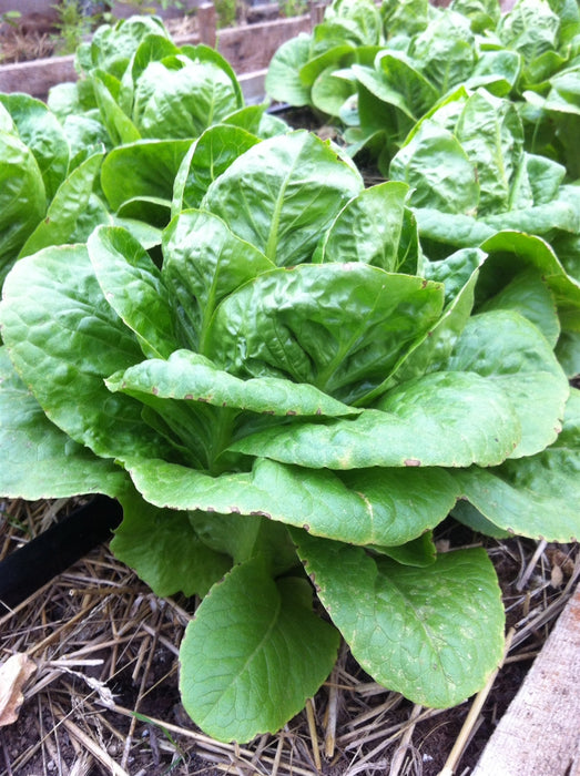 Dark Green Romaine Lettuce - Annapolis Seeds