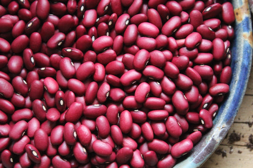 Shuswap Red Bean - Annapolis Seeds