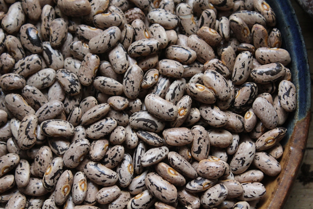 Rattlesnake Bean - Annapolis Seeds