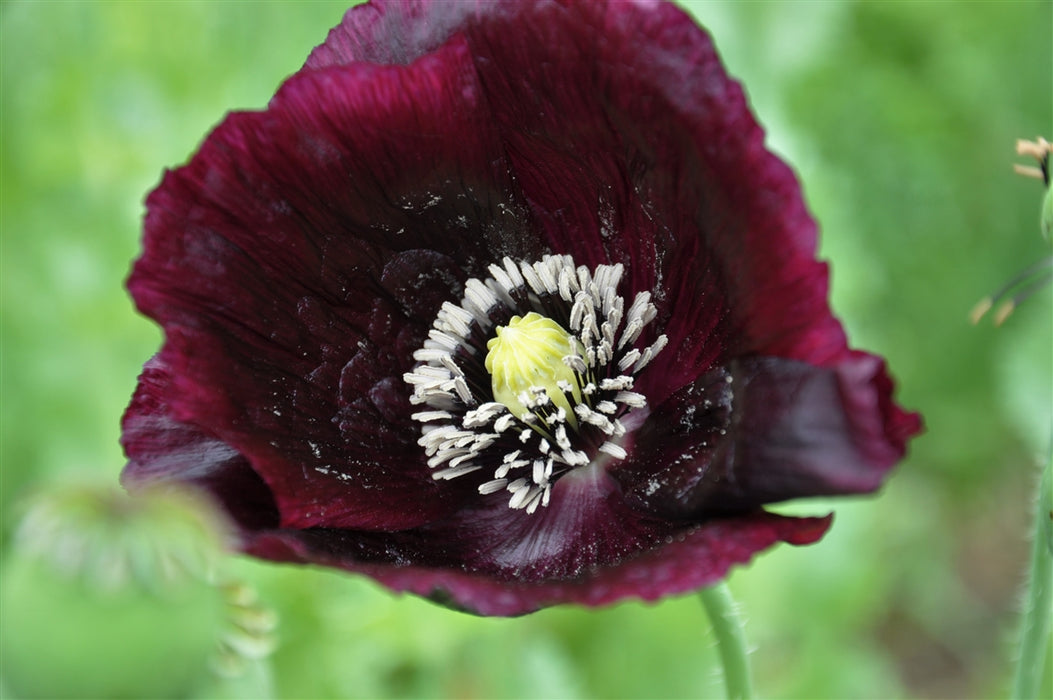 Black Beauty Poppy - Annapolis Seeds - Nova Scotia Canada
