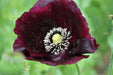 Black Beauty Poppy - Annapolis Seeds - Nova Scotia Canada