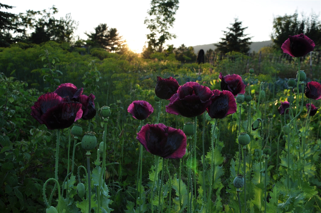 Black Beauty Poppy - Annapolis Seeds - Nova Scotia Canada