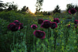 Black Beauty Poppy - Annapolis Seeds - Nova Scotia Canada