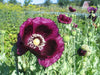 Black Beauty Poppy - Annapolis Seeds - Nova Scotia Canada