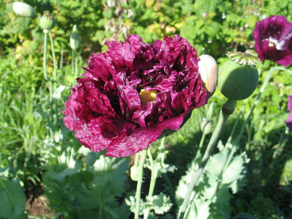 Black Beauty Poppy - Annapolis Seeds - Nova Scotia Canada
