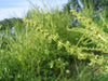 Golden Grex Beet - Annapolis Seeds