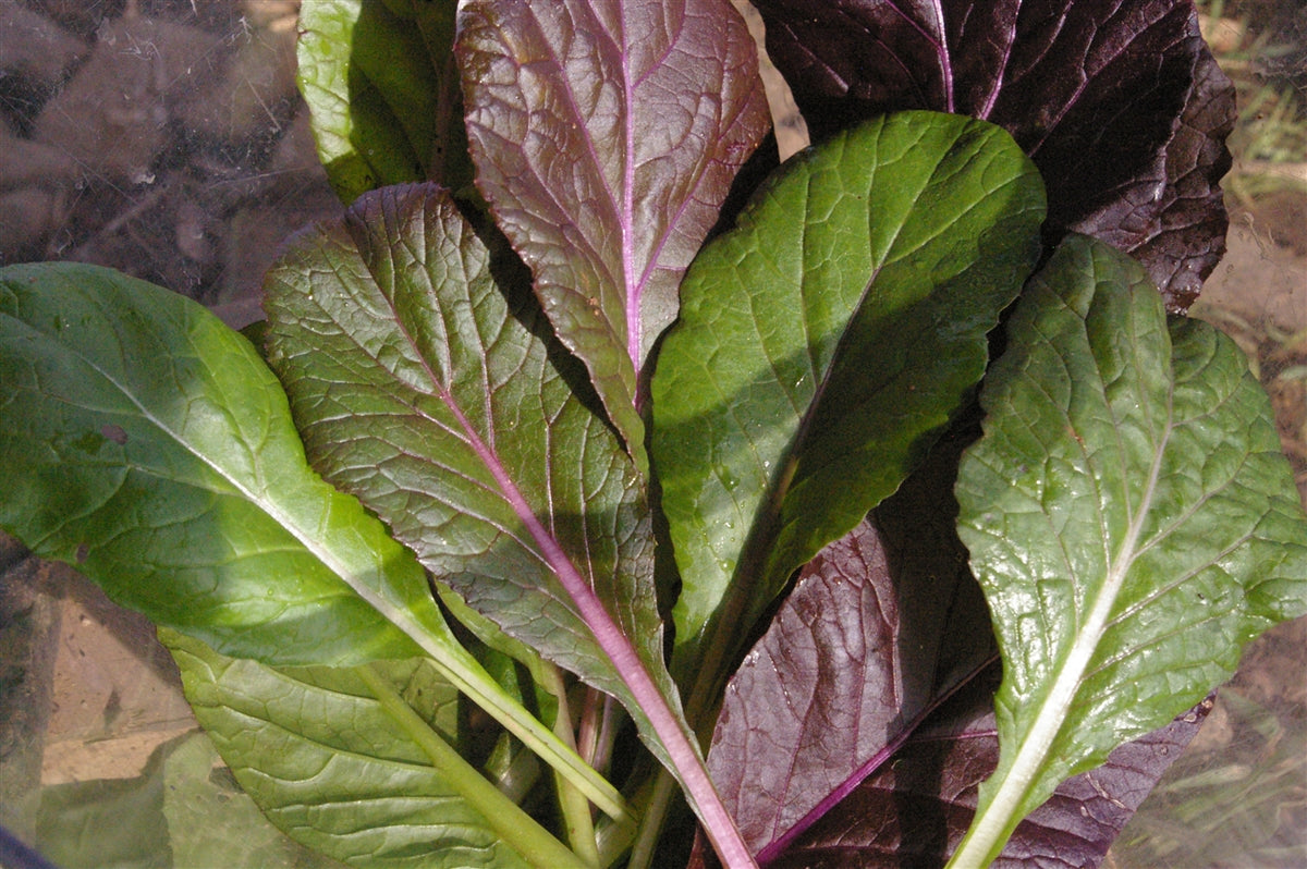 Rainbow Tatsoi Seeds - Grown in Nova Scotia — Annapolis Seeds