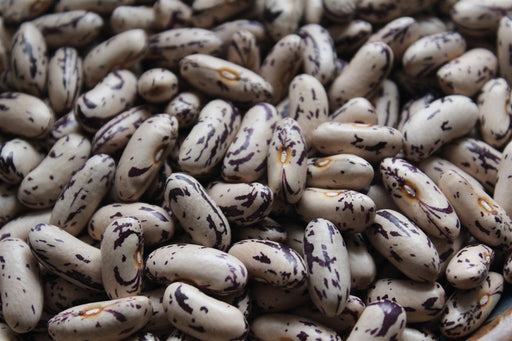 Thibodeau Bean - Annapolis Seeds