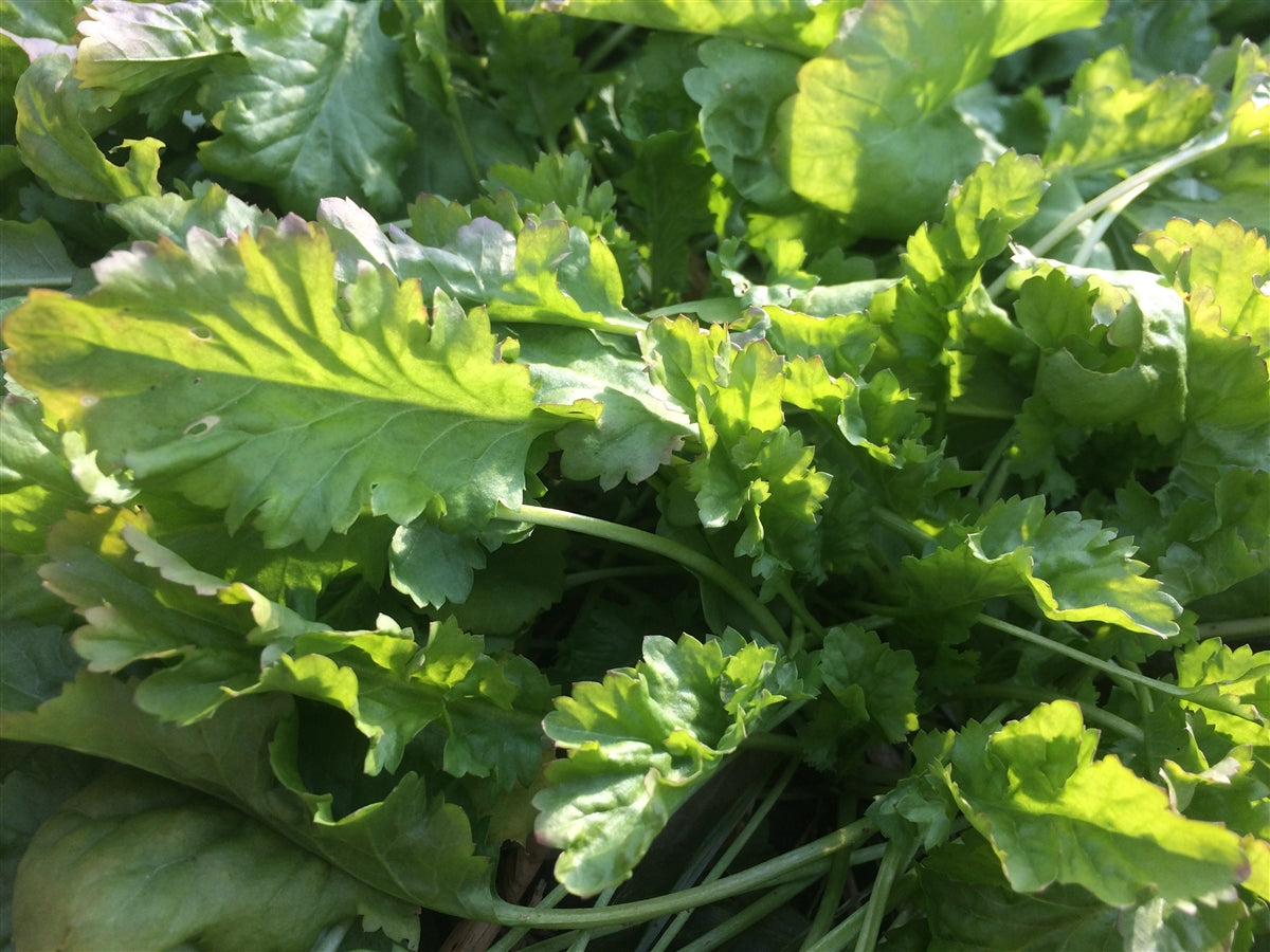 Broad Leaf Cress