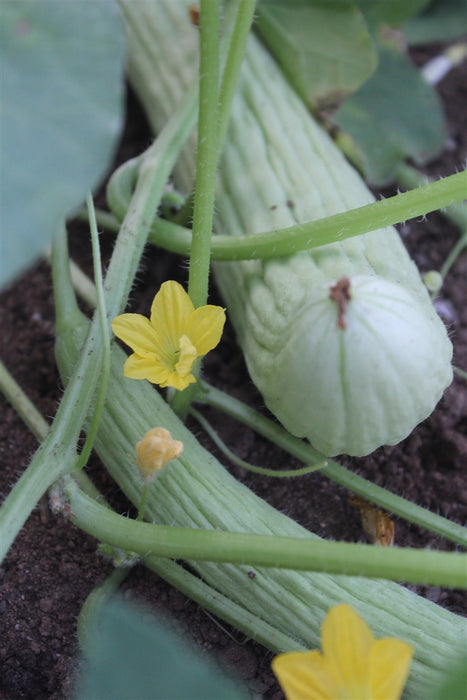 Lebanese Metki Cucumber - Annapolis Seeds - Nova Scotia Canada
