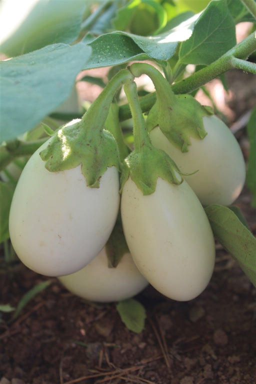Japanese White Eggplant - Annapolis Seeds - Nova Scotia Canada