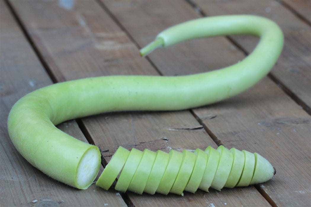 Sicilian Serpent Gourd - Cucuzza Squash - Annapolis Seeds