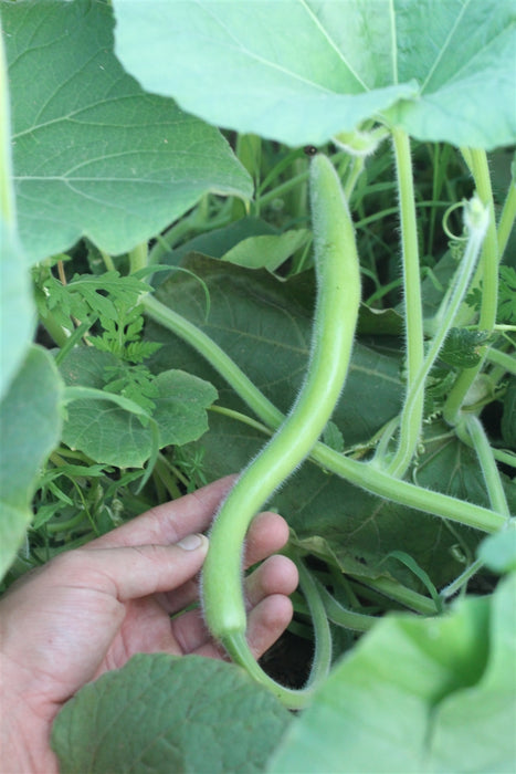 Sicilian Serpent Gourd - Cucuzza Squash - Annapolis Seeds