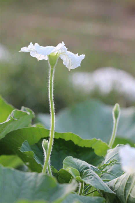 Sicilian Serpent Gourd - Cucuzza Squash - Annapolis Seeds