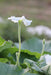 Sicilian Serpent Gourd - Cucuzza Squash - Annapolis Seeds