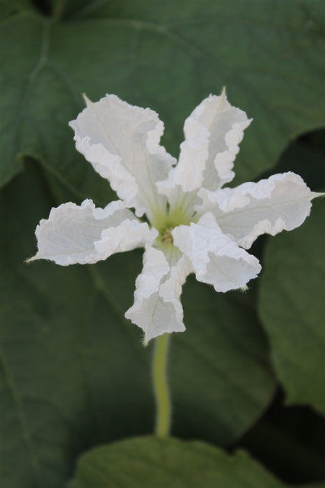 Sicilian Serpent Gourd - Cucuzza Squash - Annapolis Seeds