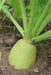 Ditmars Bronze Top Turnip - Annapolis Seeds