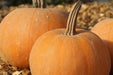 Winter Luxury Pie Pumpkin - Annapolis Seeds