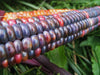 Painted Mountain Corn - Annapolis Seeds