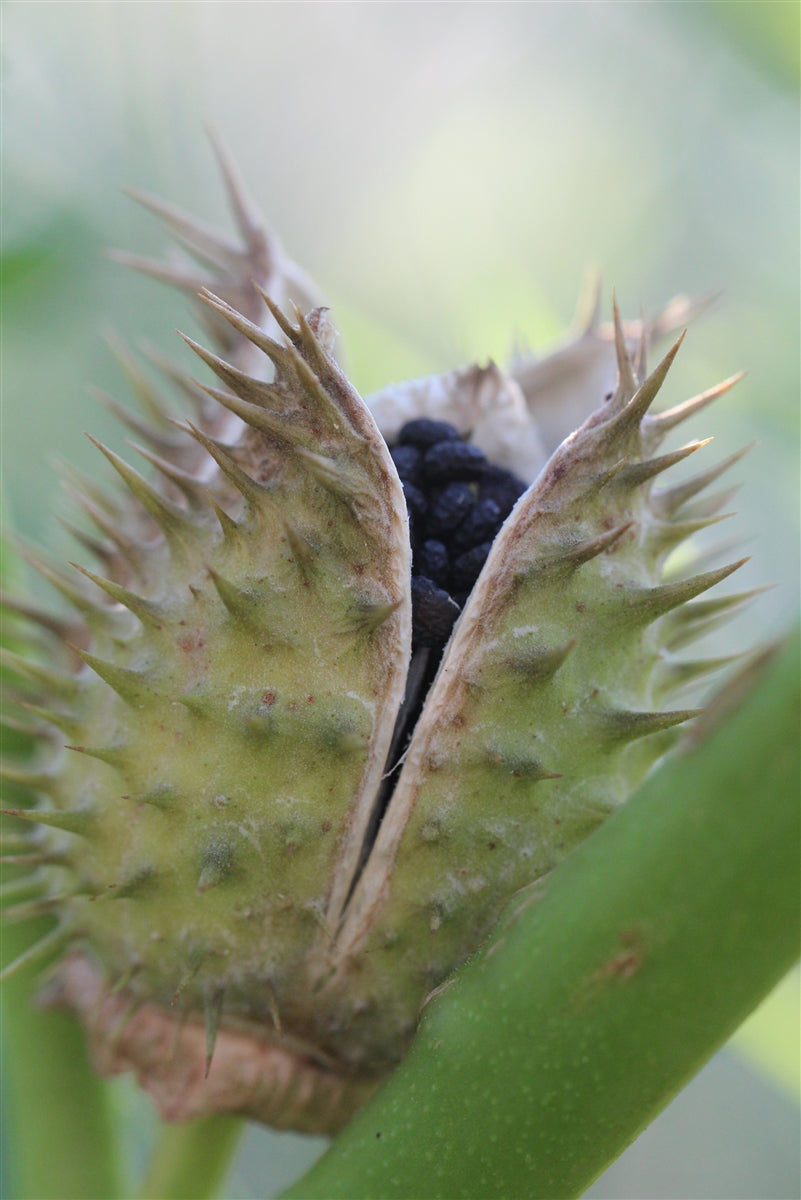 datura plant seed pod Moonflower Datura Seeds